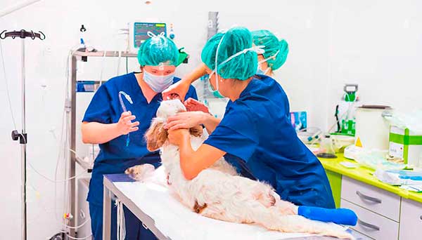 Veterinarias