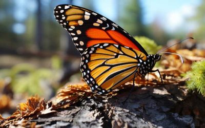 Innovación en Soluciones de Limpieza y Cuidado de la Naturaleza